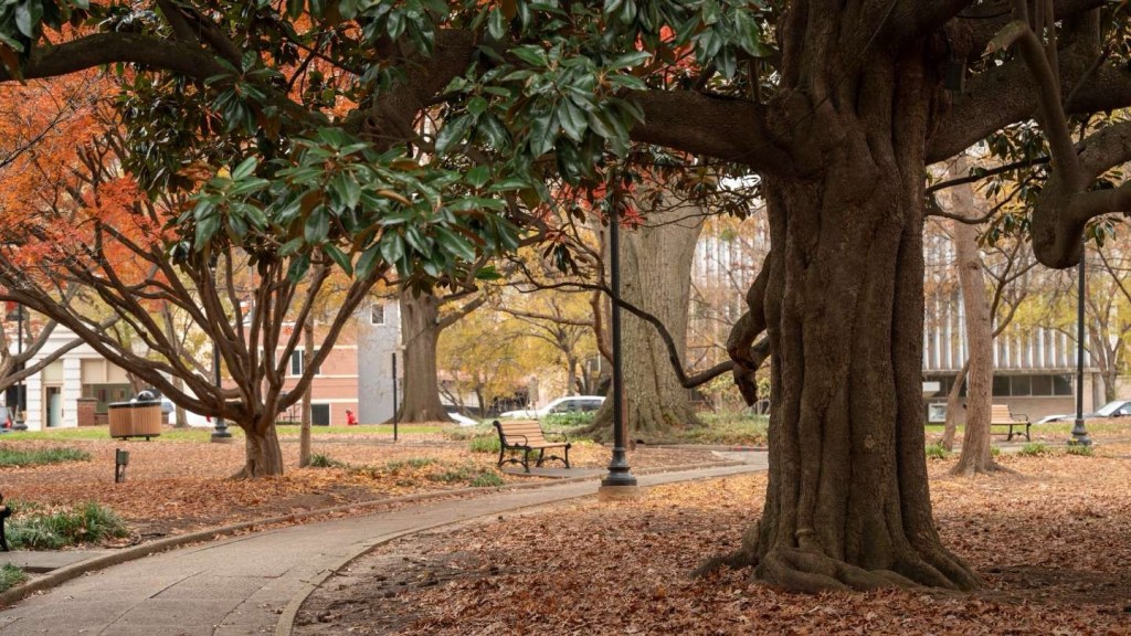 Talkin’ Trees: A Celebration of Raleigh’s Leafy&nbsp;Legacy