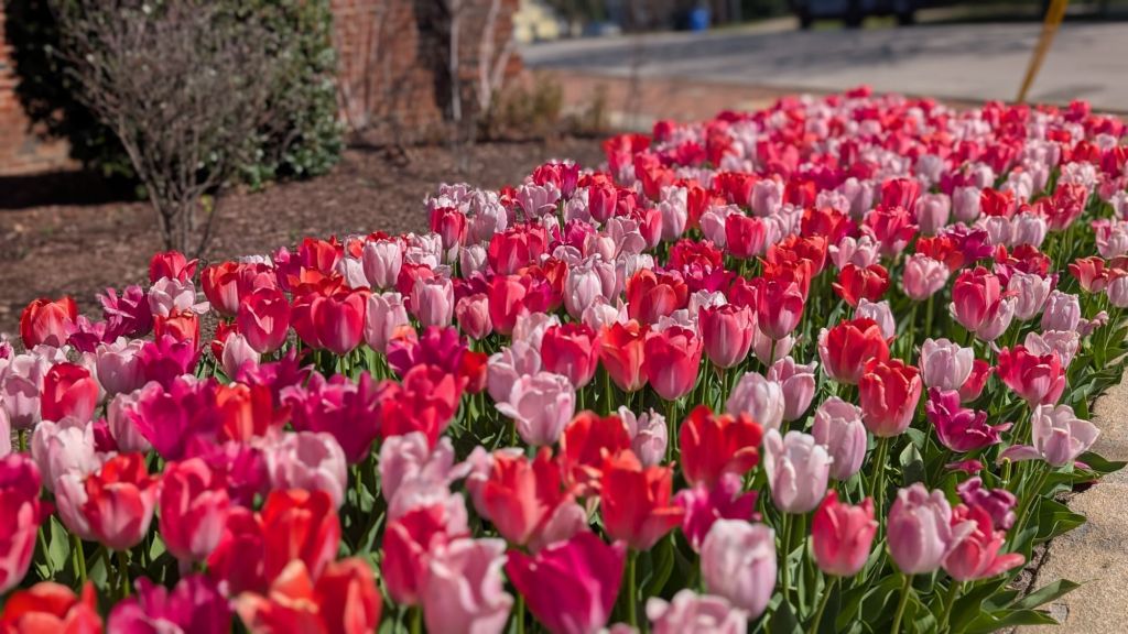 Tuesday Night in Raleigh: Cheese, Trivia, and Live Tunes, April 8th&nbsp;Edition