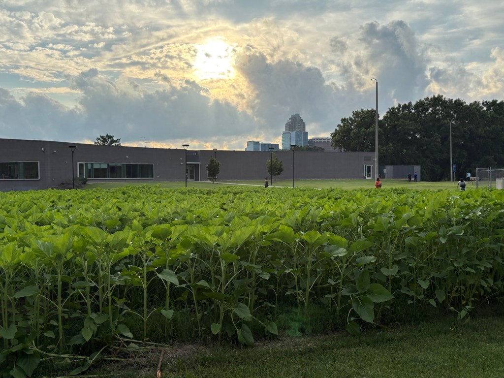 Triangle Event Guide Weekend Edition – Summer Solstice Special June 20–22nd&nbsp;Edition